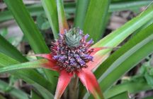 Zanzibar Spice Farm Half-Day Walking Tour