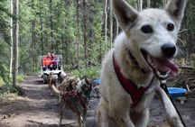 Skagway Shore Excursion: Yukon Dog Sledding and Sightseeing Tour