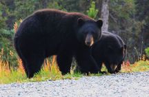 Half Day Yukon Suspension Bridge & Summit Tour