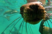 1.5-Hour Seal Viewing Boat Tour in Plettenberg Bay
