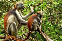 Jozani Forest Reserve Half-Day Guided Tour from Zanzibar