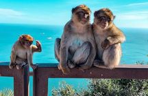 Gibraltar private Shore Excursion: 3.5 hours Rock Tour
