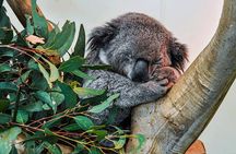 Blue Mountains Highlights, Wildlife Park and Scenic World Full Day Private Tour 