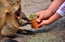 Blue Mountains Highlights, Wildlife Park and Scenic World Full Day Private Tour 