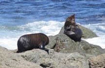 "Pinot to Palliser tour" - Guided tour to Cape Palliser vith lunch + winetasting