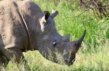 Pilanesberg Safari experience 