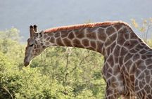 Pilanesberg Safari experience 