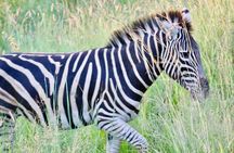 Pilanesberg Safari experience 