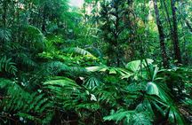 Rain Forest Aerial Tram. Private Tour from San Jose