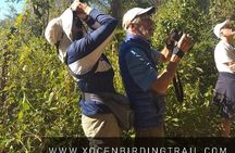 Xocen Birding 
