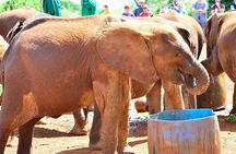 Nairobi National Park & Elephant Orphanage Day Tour 