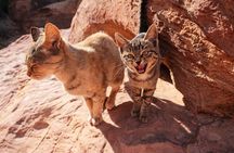 Cruise Ship Traveler | Petra and Wadi Rum | The Jordanian Mappers