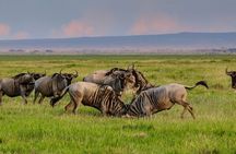 2 Days Northern Circuit Safari (lake Manyara & Ngorongoro)