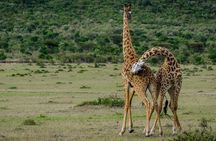2 Days Northern Circuit Safari (lake Manyara & Ngorongoro)