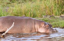 8-Day Amboseli, Lake Naivasha, Lake Nakuru and Masai Mara Safari