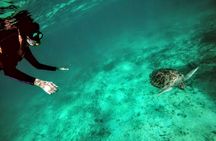 Private Cenote & Snorkeling Tour with Turtles in Akumal