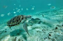 Private Cenote & Snorkeling Tour with Turtles in Akumal