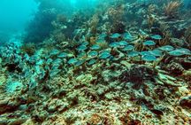 Private Cenote & Snorkeling Tour with Turtles in Akumal