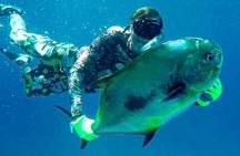 Spearfishing in Tulum or Playa del Carmen