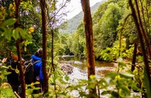Puerto Varas: Full day Alerce Andino National Park.