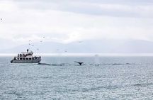 Ultimate Juneau Whale Watch Plus Mendenhall Glacier Photo Stop