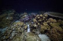 Night Snorkeling