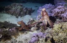 Night Snorkeling