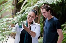 Auckland Maori Tour