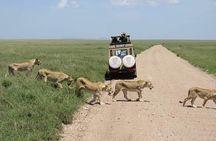 5-Days Private Midrange Safari: Serengeti, Ngorongoro & Manyara