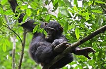 Experience Chimpanzee Trekking in Budongo Forest