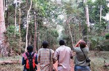 Experience Chimpanzee Trekking in Budongo Forest