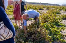 Santorini Wine Roads Tour with Wine Tastings Morning & Sunset