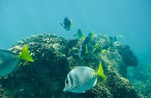 Private Los Cabos snorkeling tour to Chileno bay and Santa Maria cove