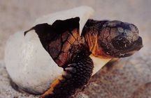 São Vicente: Snorkel Experience with Sea Turtle