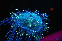Private Stingray City Snorkeling and BioBay Charter for 10 Guests