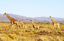 4 Day Cape Town Essential Tours & Overnight Big 5 Safari At Inverdoorn