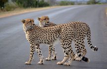 4-Day Kruger National Park Safari from Johannesburg