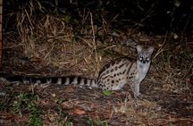 4-Day Kruger National Park Safari from Johannesburg