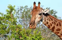 4-Day Kruger National Park Safari from Johannesburg