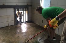 Private Half Day Panda Volunteer Tour