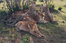 Tsavo East National Park small group tour