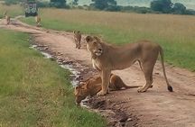 Tsavo East National Park small group tour
