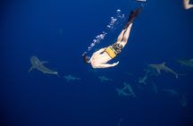 Safe and Educational Shark Dive from Haleiwa: Sharks Guaranteed