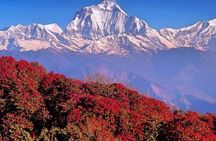 The Best of Nepal : 5-Day Trek to Ghorepani Poon Hill & Ghandruk
