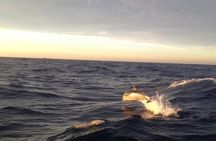 Full-Day Private Boat Charter Caribbean adventure
