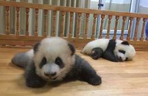 Private Half-Day Chengdu Panda Breeding Center Tour with Optional Volunteer