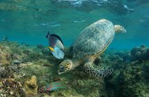 Abu Dabbab Private Over day - Snorkeling Sea Trip - Hurghada 