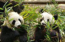 Private Day Tour: Chengdu Panda Base and Leshan Grand Buddha