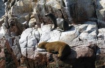 Ballestas Islands Boat Tour in Paracas