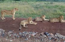 Arusha National Park Half Day Tour
